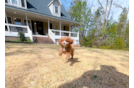 Cute Cavapoo Baby