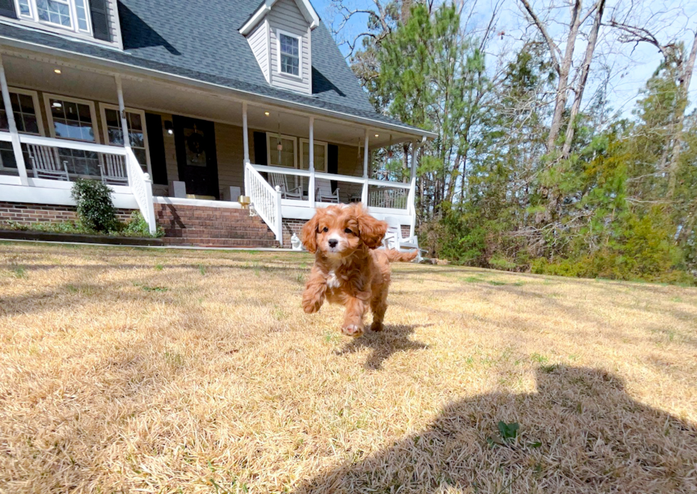 Cute Cavapoo Baby