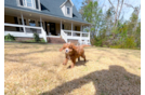 Cute Cavapoo Poodle Mix Pup