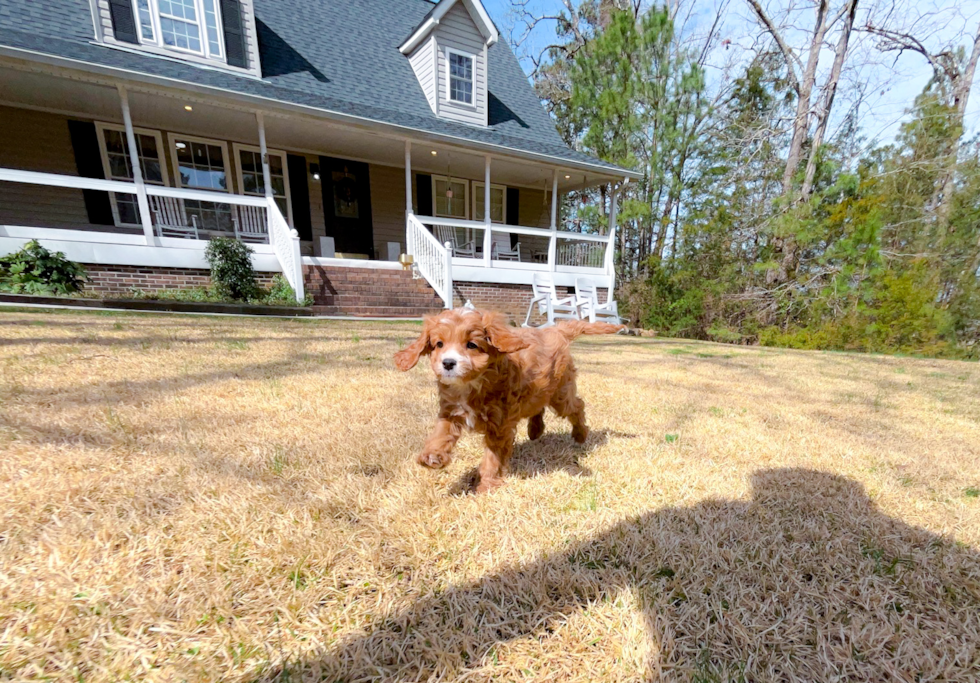 Cute Cavapoo Poodle Mix Pup