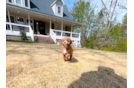 Cavapoo Pup Being Cute