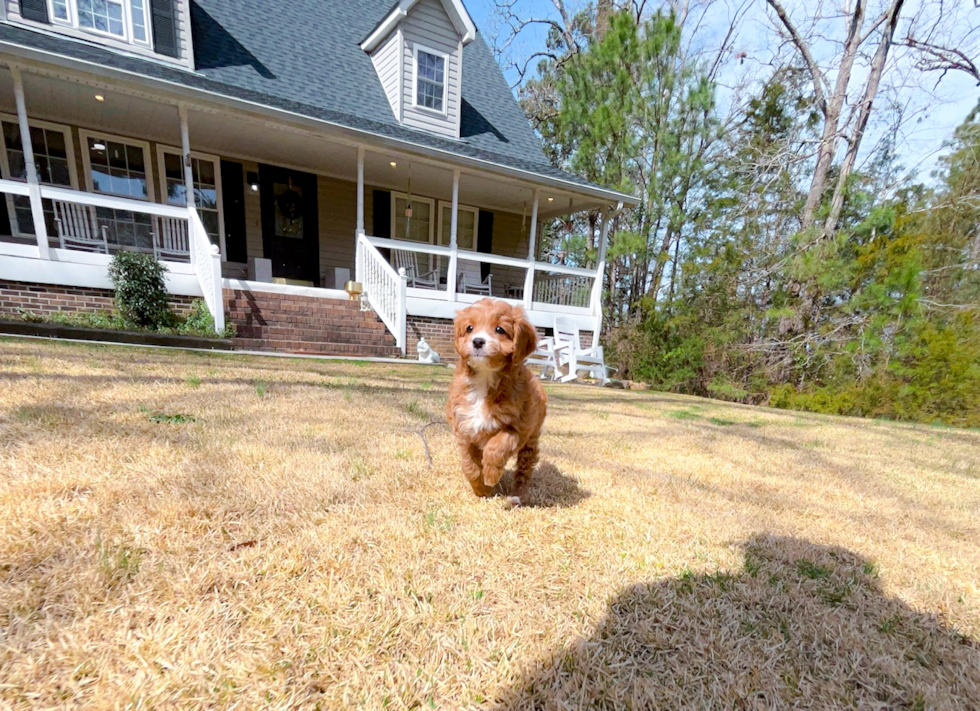 Cavapoo Pup Being Cute