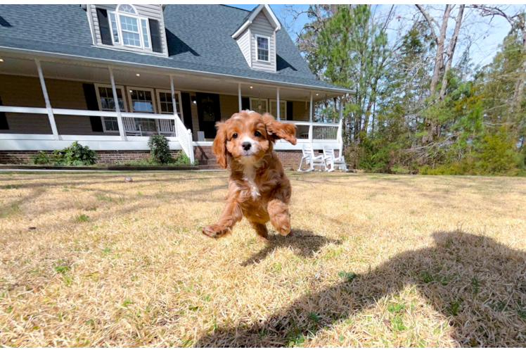Cavapoo Pup Being Cute