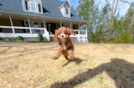 Cavapoo Pup Being Cute