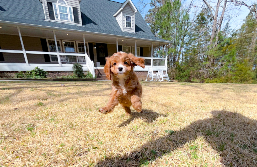 Cavapoo Pup Being Cute