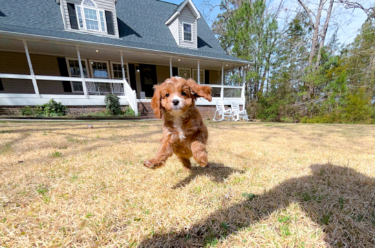 Cavapoo Pup Being Cute