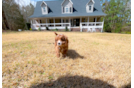 Cute Cavapoo Poodle Mix Pup