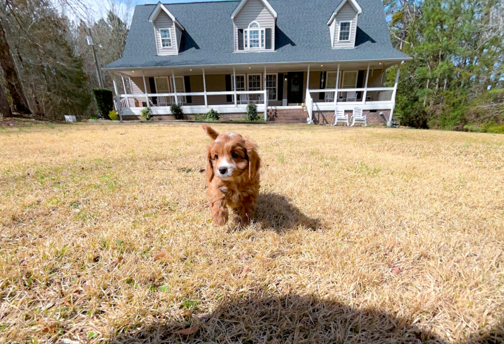 Cute Cavapoo Poodle Mix Pup