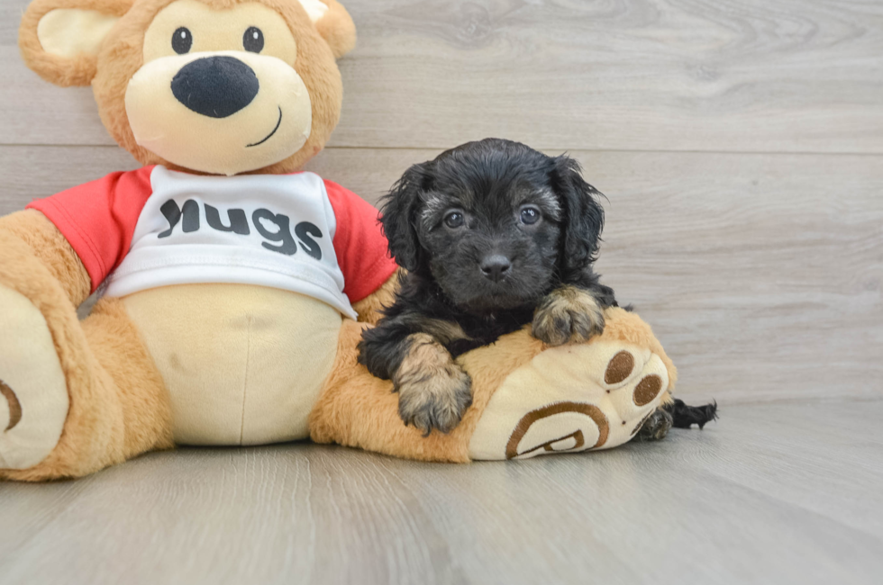 6 week old Cavapoo Puppy For Sale - Simply Southern Pups