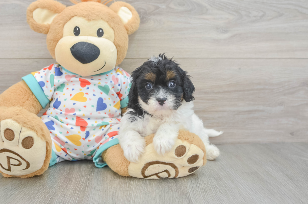 6 week old Cavapoo Puppy For Sale - Simply Southern Pups