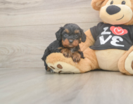 7 week old Cavapoo Puppy For Sale - Simply Southern Pups