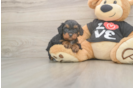 Sweet Cavapoo Baby