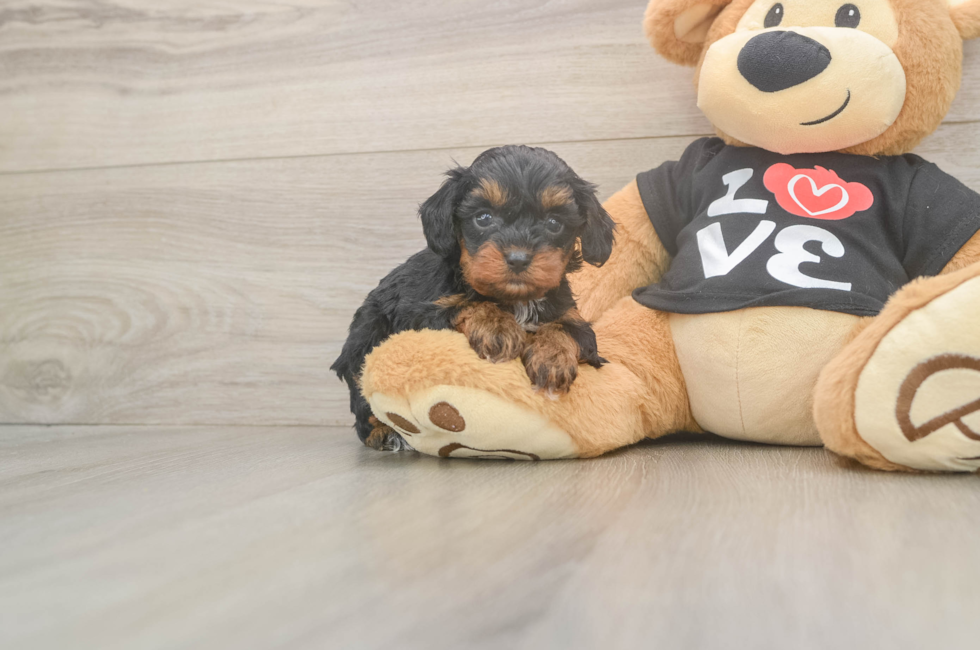5 week old Cavapoo Puppy For Sale - Simply Southern Pups