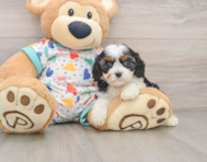 8 week old Cavapoo Puppy For Sale - Simply Southern Pups