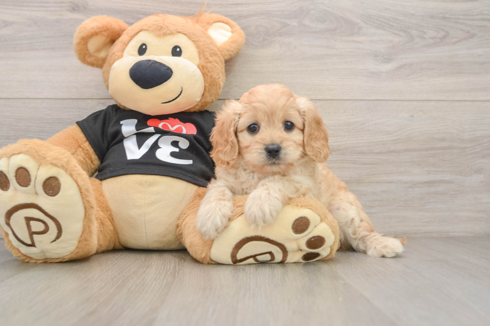 Popular Cavapoo Poodle Mix Pup