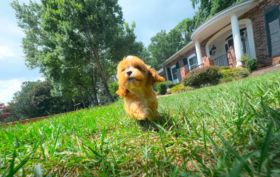 Cavapoo Puppy for Adoption