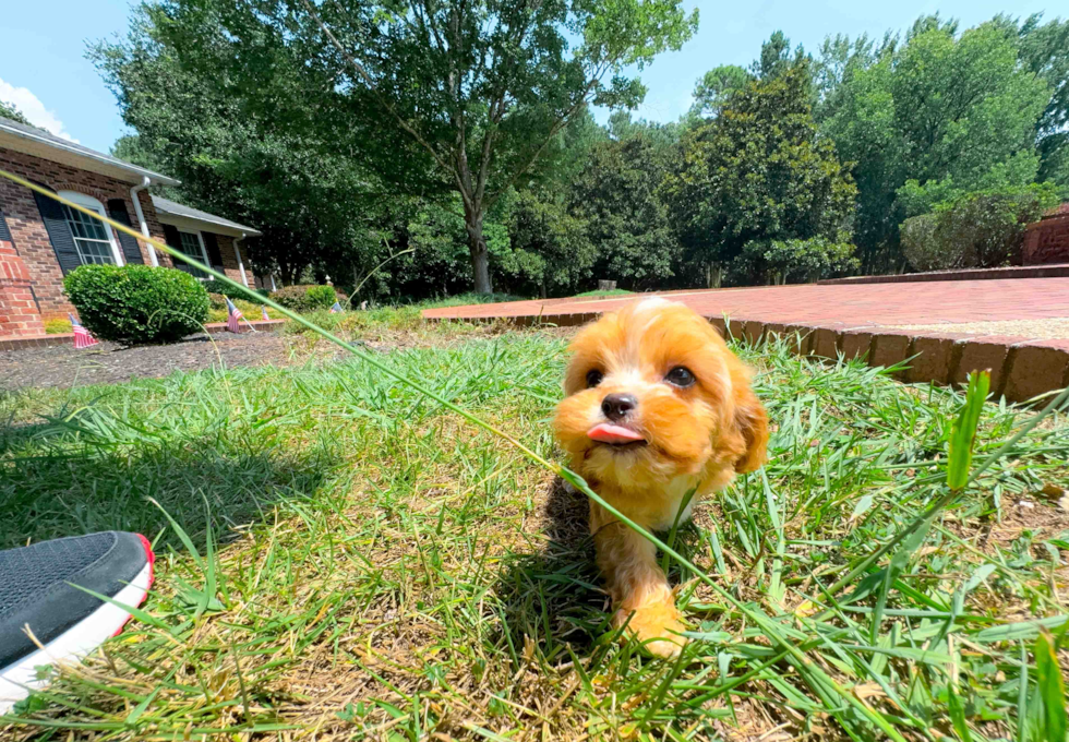 Cavapoo Pup Being Cute