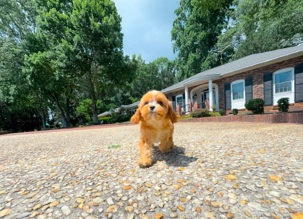 Cavapoo Puppy for Adoption