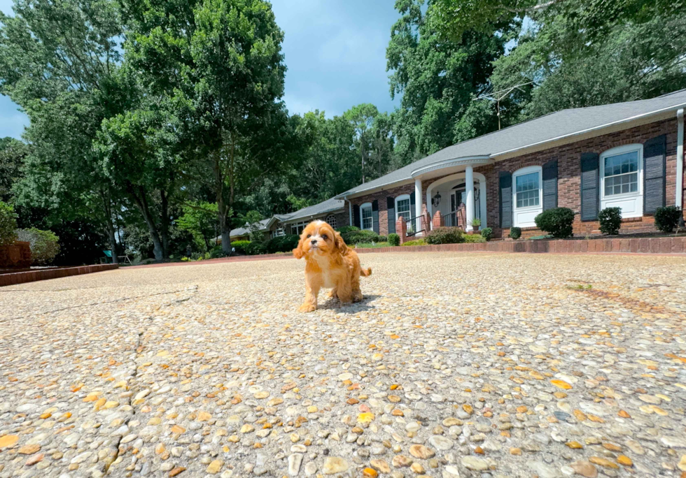 Cute Cavapoo Poodle Mix Pup