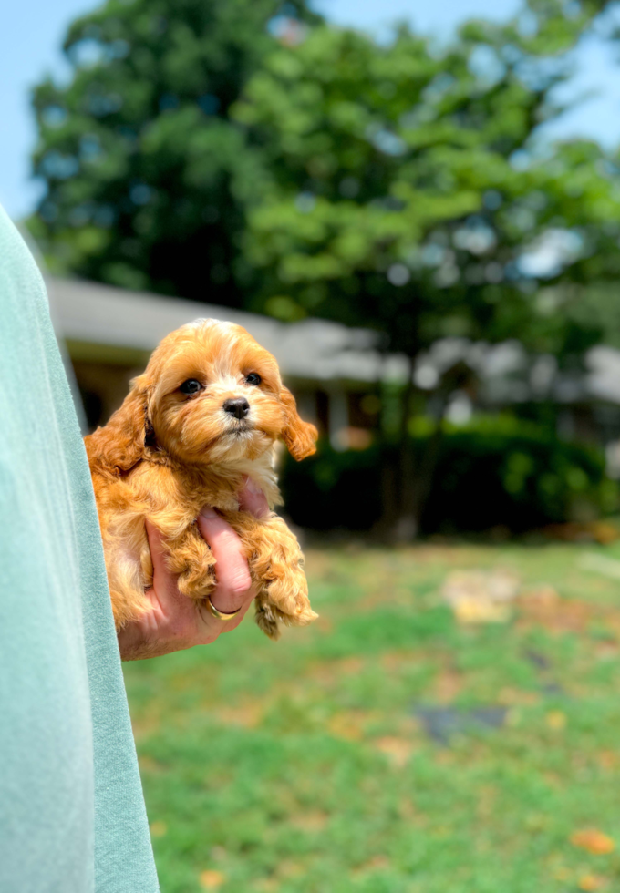 Cute Cavoodle Poodle Mix Puppy