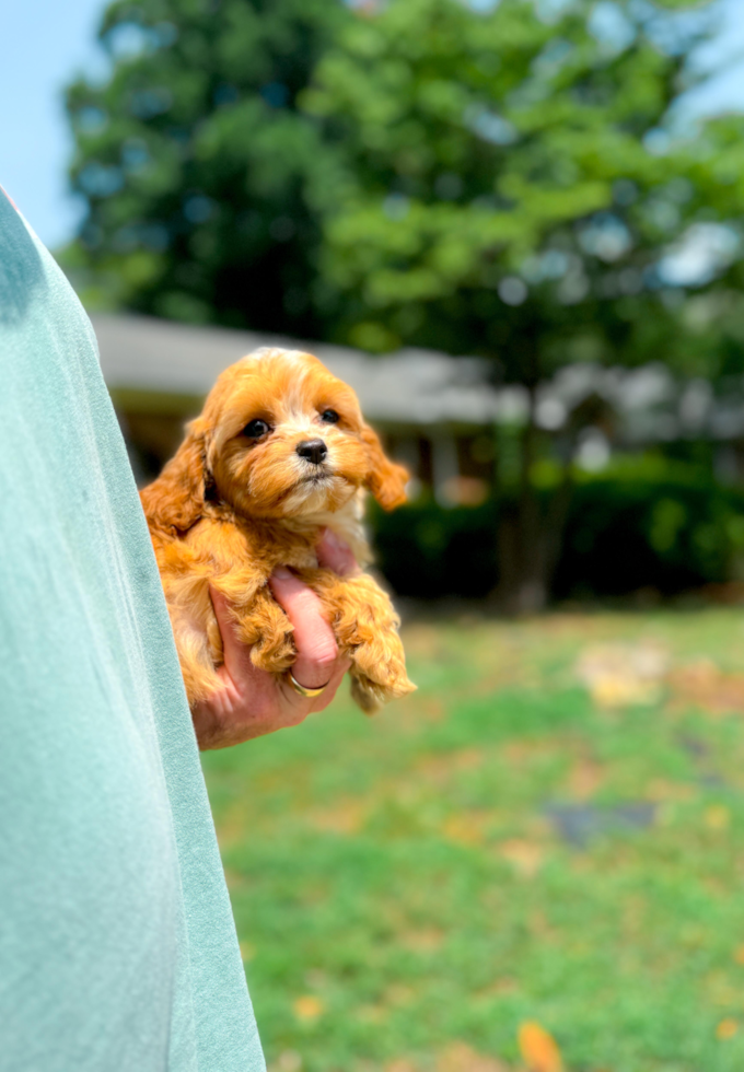 Best Cavapoo Baby