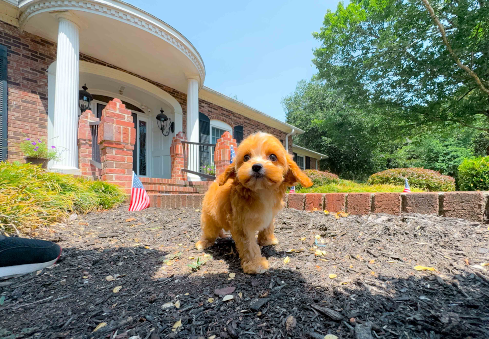 Cavapoo Pup Being Cute