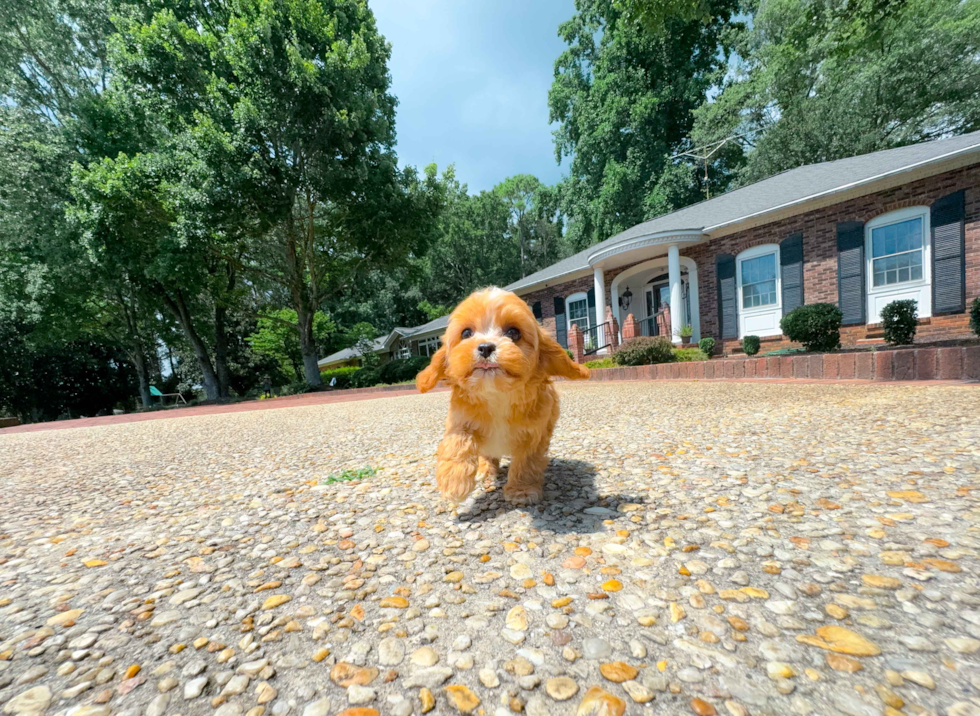 Cavapoo Pup Being Cute