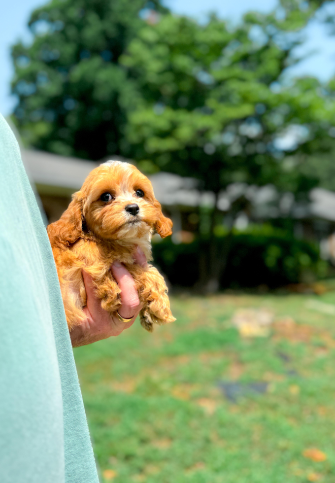 Best Cavapoo Baby