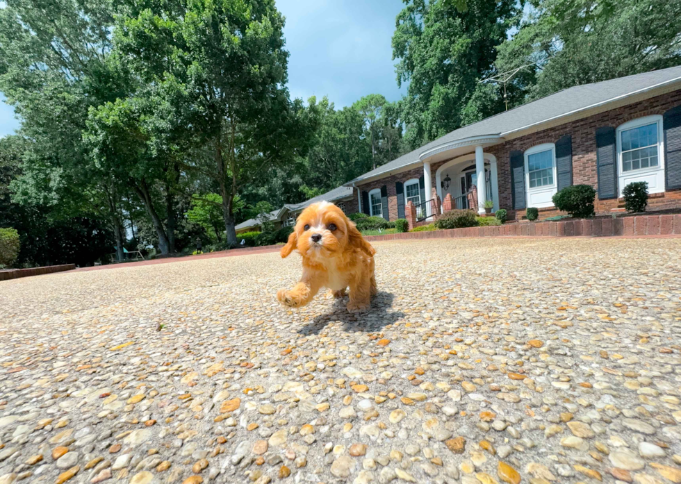 Cute Cavoodle Poodle Mix Puppy