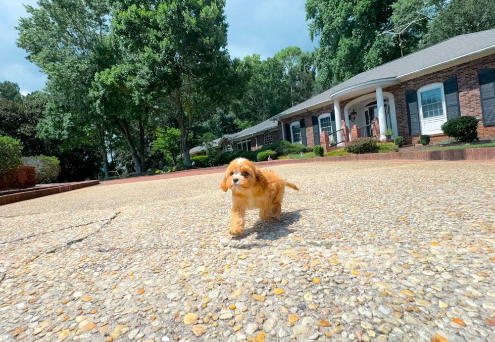 Cute Cavapoo Baby