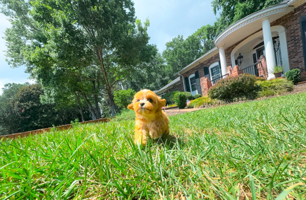 Cute Cavapoo Baby