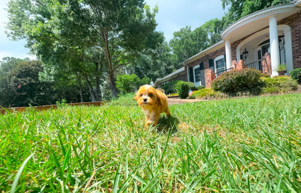 Cavapoo Puppy for Adoption