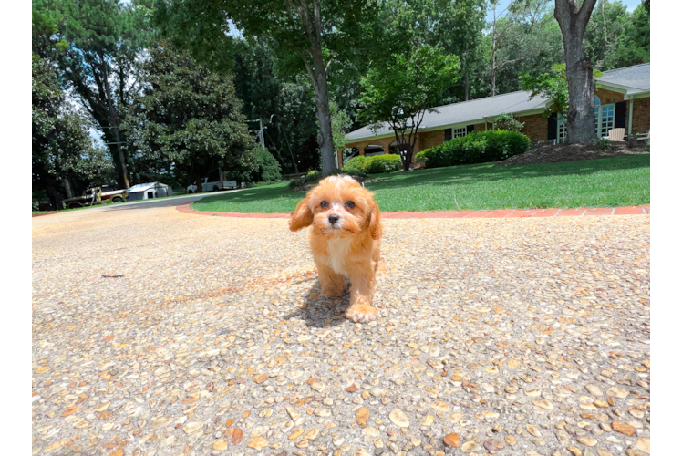 Best Cavapoo Baby