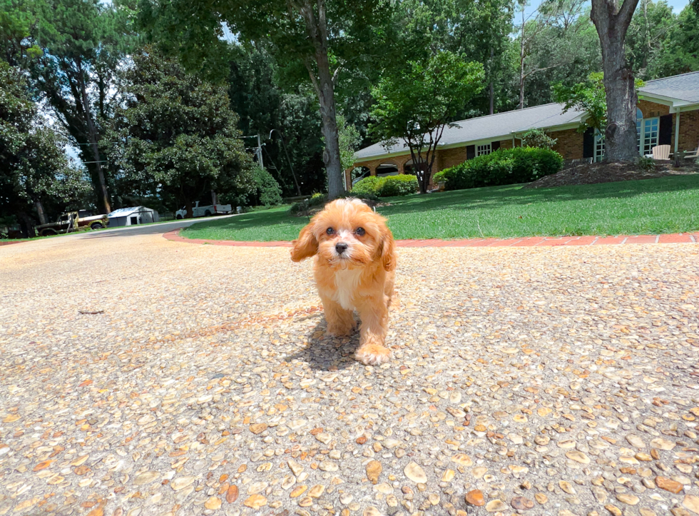 Best Cavapoo Baby