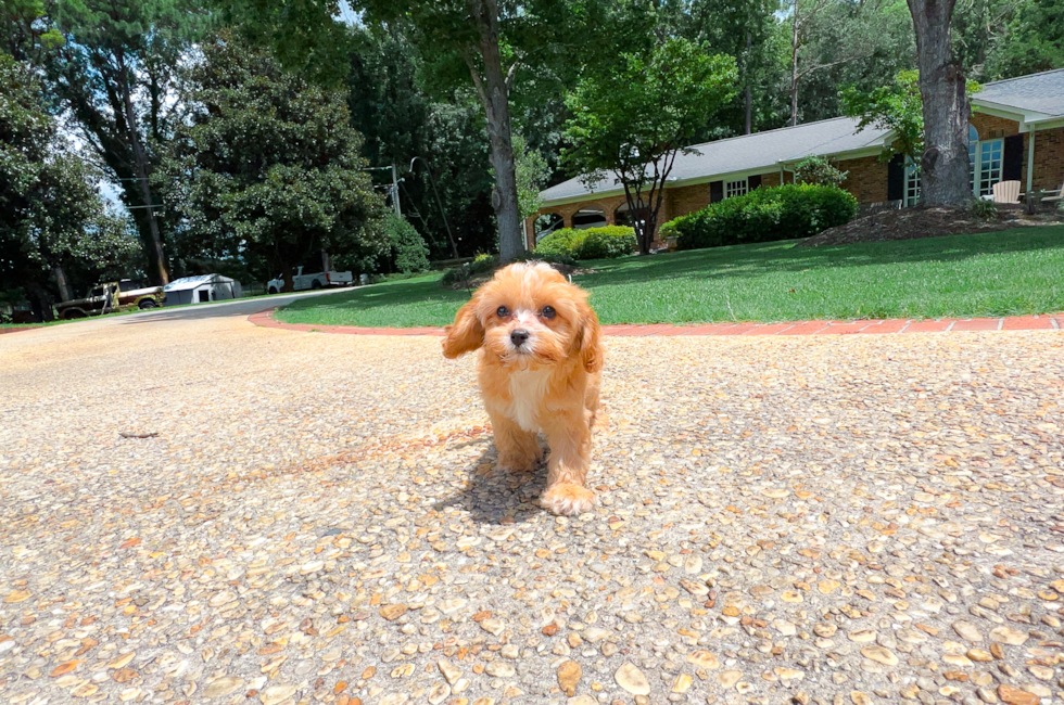 11 week old Cavapoo Puppy For Sale - Simply Southern Pups
