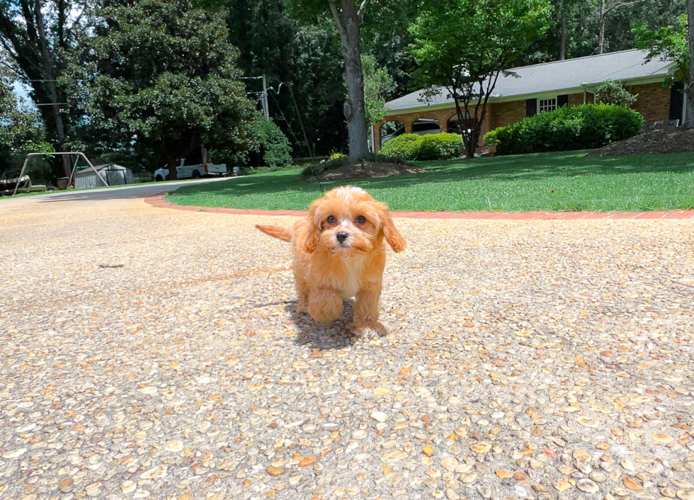 Cavapoo Pup Being Cute