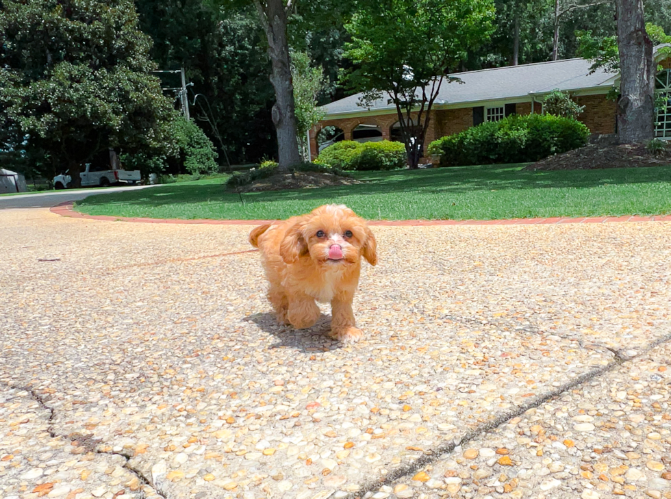 Cavapoo Pup Being Cute