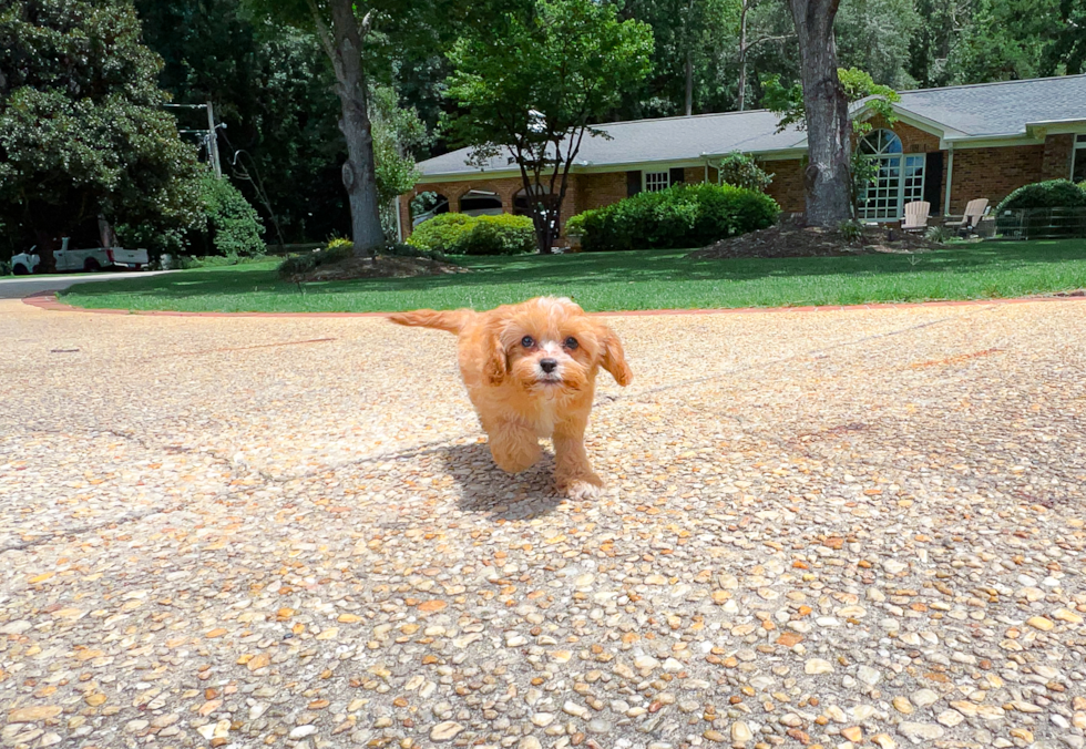 Best Cavapoo Baby