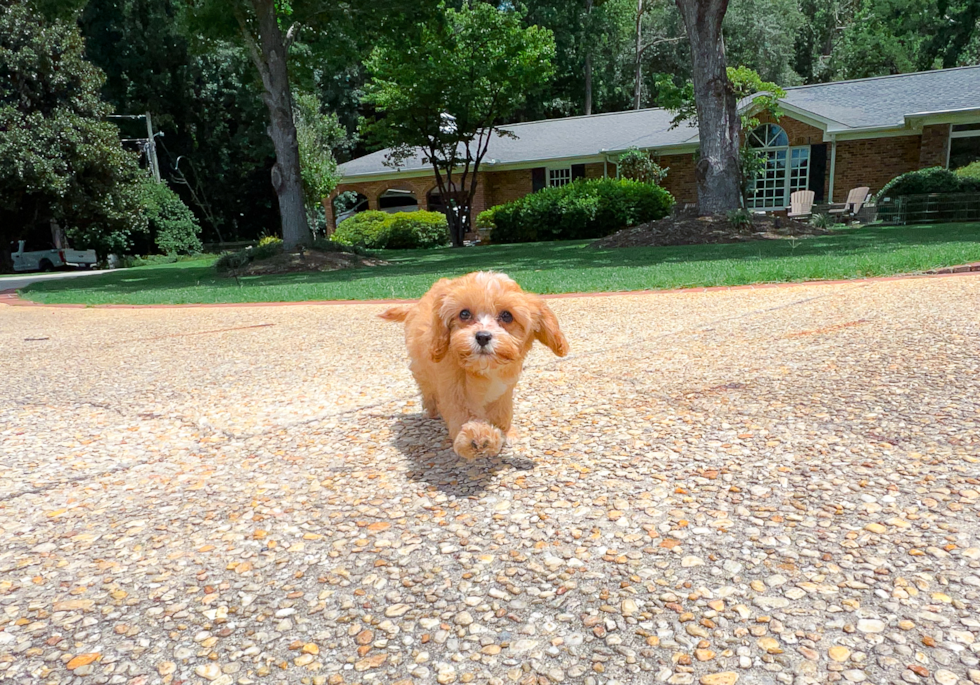 Cavapoo Puppy for Adoption