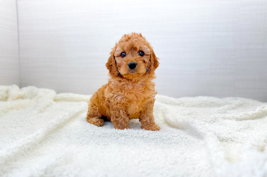 Cute Cavoodle Poodle Mix Puppy