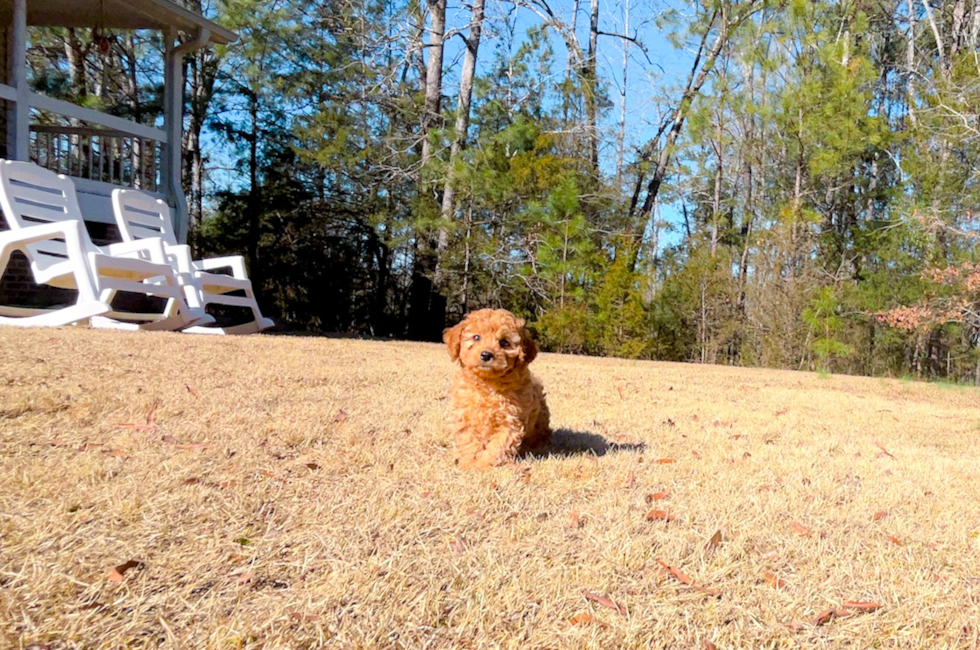 8 week old Cavapoo Puppy For Sale - Simply Southern Pups