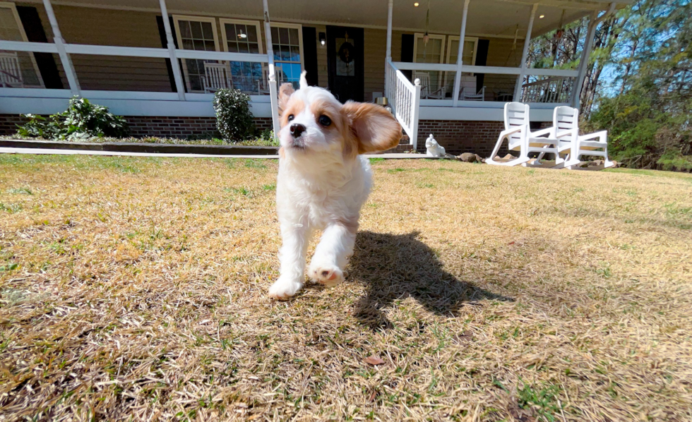Cute Cavapoo Baby