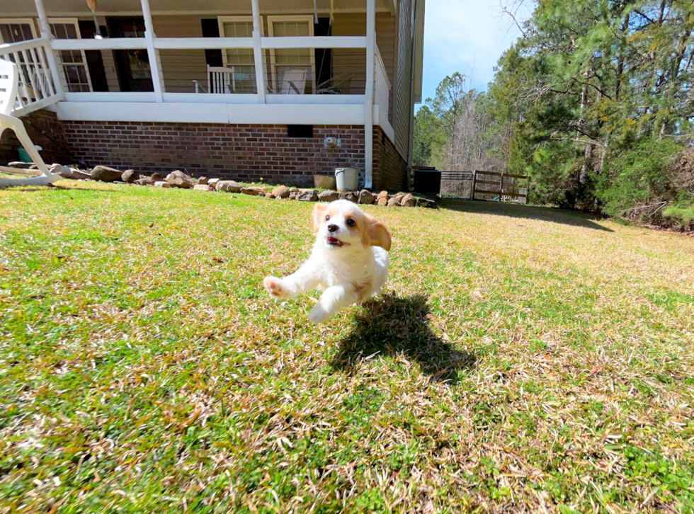 Cavapoo Pup Being Cute