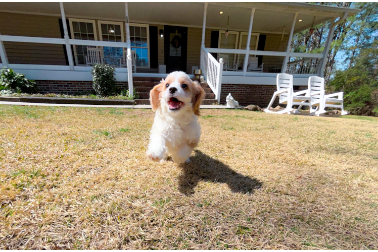 Cavapoo Puppy for Adoption