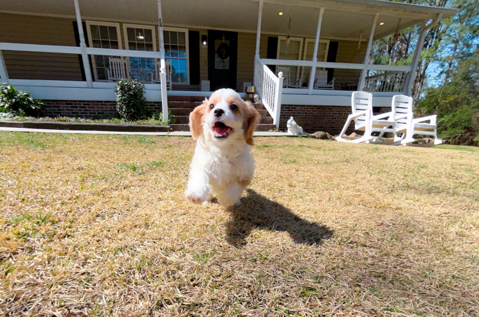 9 week old Cavapoo Puppy For Sale - Simply Southern Pups