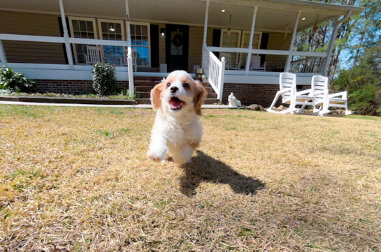 Cavapoo Puppy for Adoption