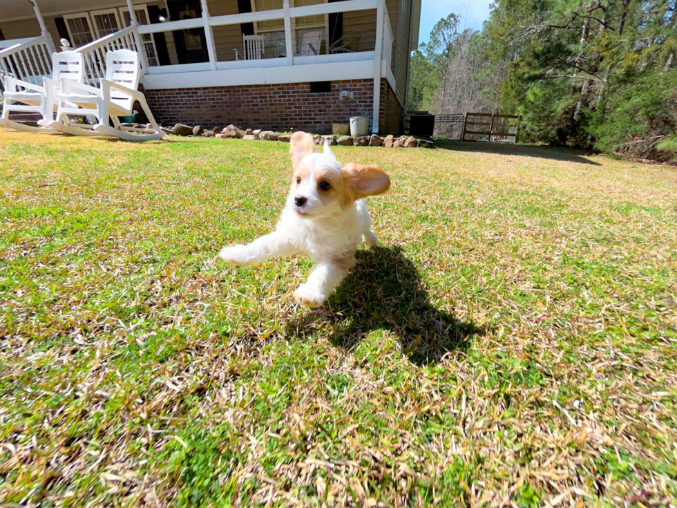 Best Cavapoo Baby
