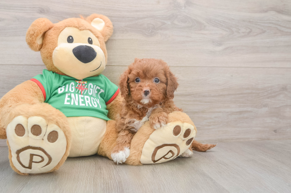 5 week old Cavapoo Puppy For Sale - Simply Southern Pups