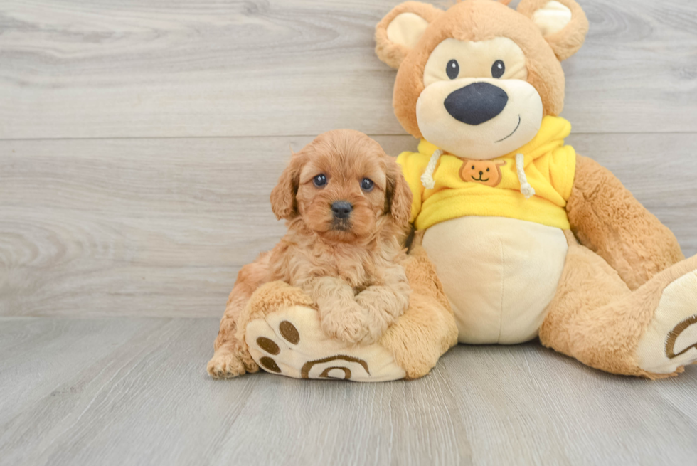 Cavapoo Pup Being Cute