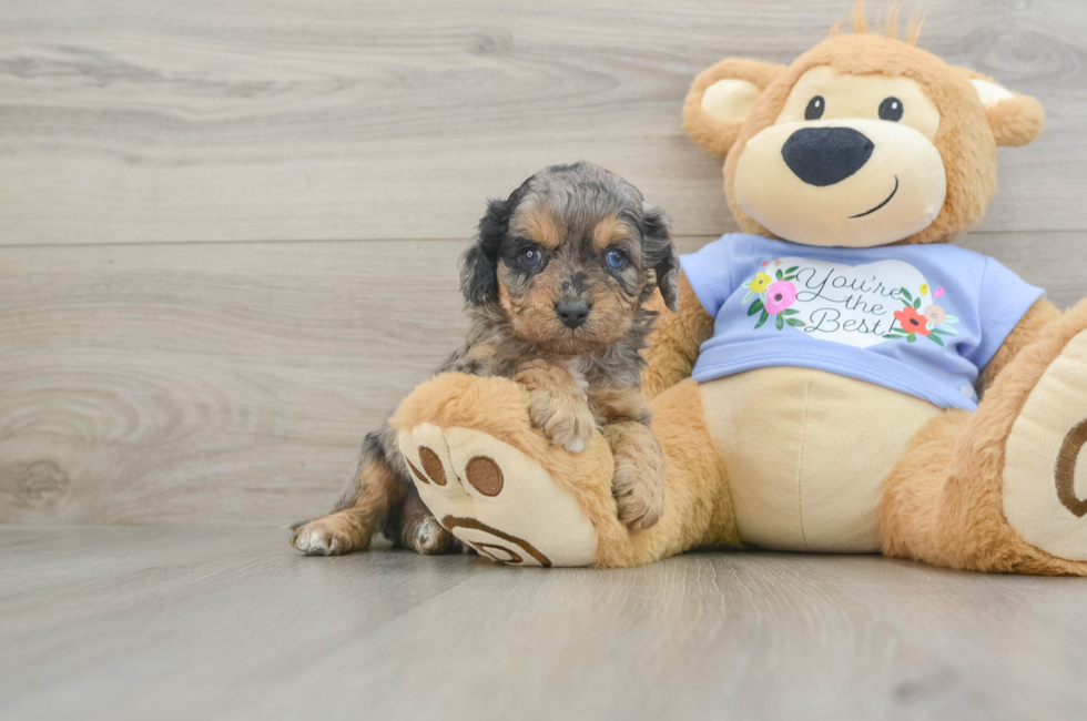 6 week old Cavapoo Puppy For Sale - Simply Southern Pups